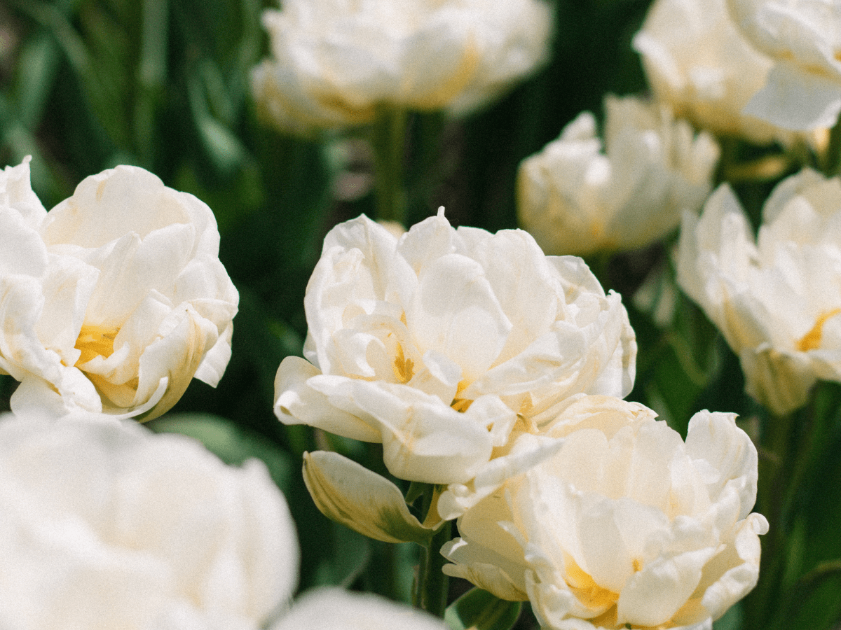 Cyclical Magic: Embracing the Seasons of Life